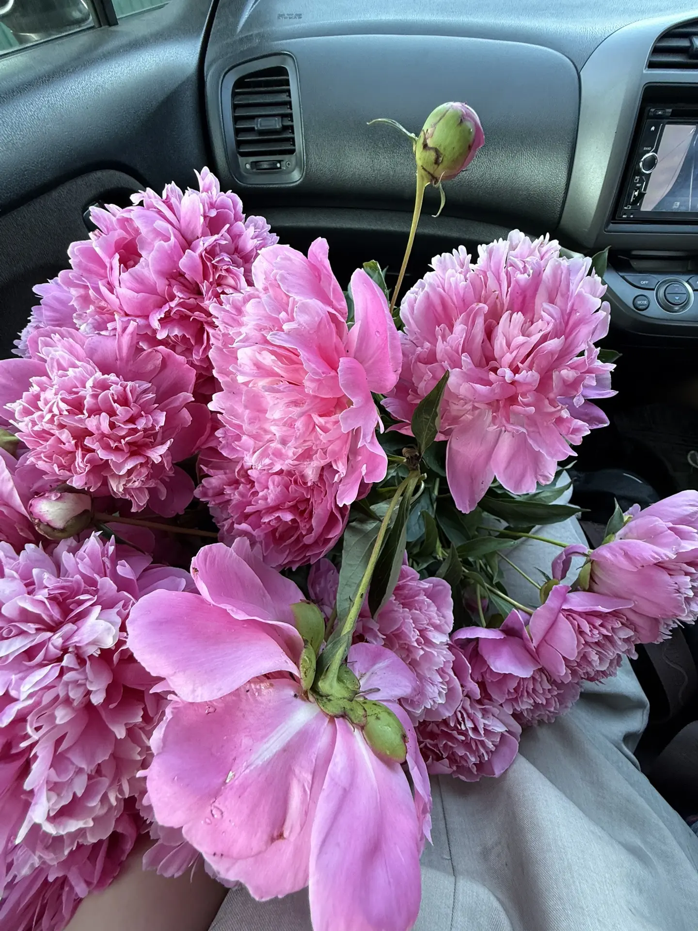 Везу охапку красоты домой 🌸🌸🌸