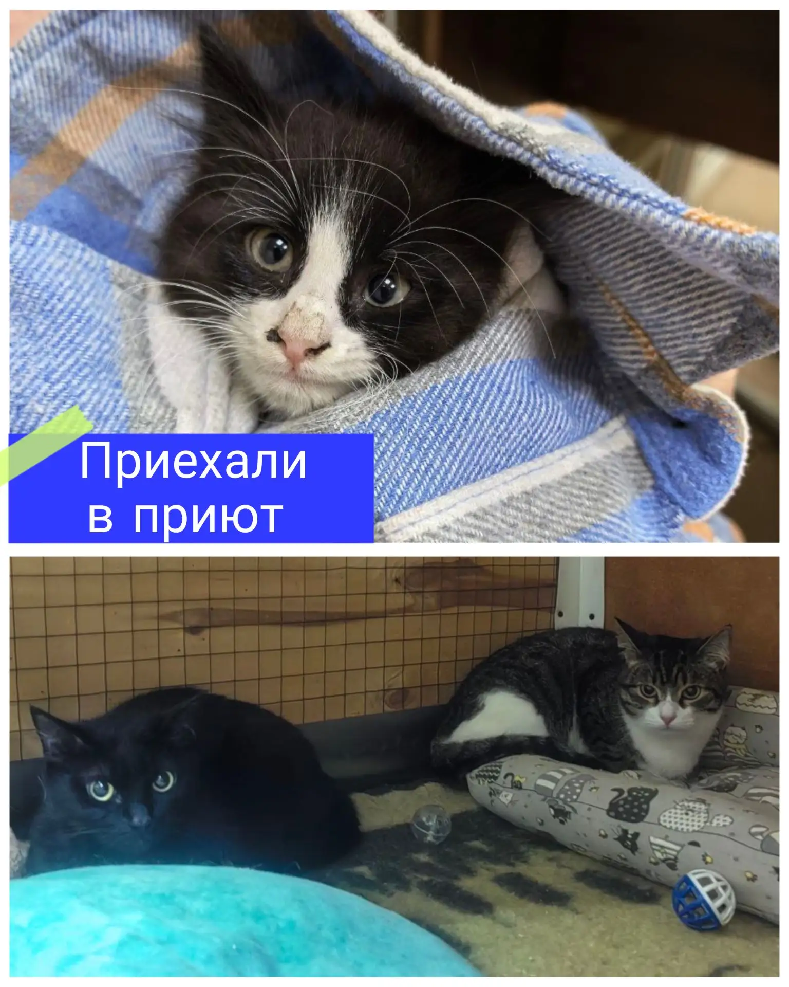 🐾 ИТОГИ НЕДЕЛИ в приюте «Лучик» 🐾