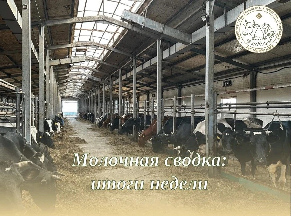 Молочная сводка Коми: итоги недели на 29 июля 2026 года
 
Еженедельные итоги в молочной отрасли респ