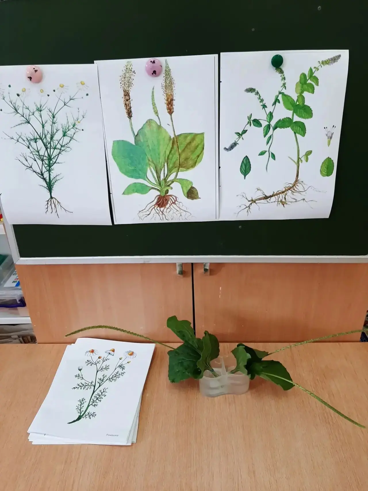 🌿 Группа #РябинушкаДС18  отправились в удивительное путешествие в мир природы! 🌿

🎯 Цель нашего з