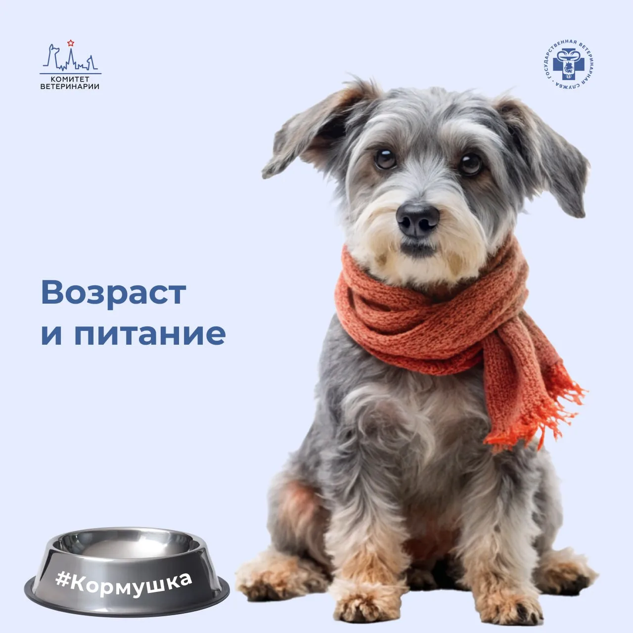 🧣Питание на пенсии 

🥣 Сегодня #кормушка расскажет об особенностях рациона возрастных питомцев.

С
