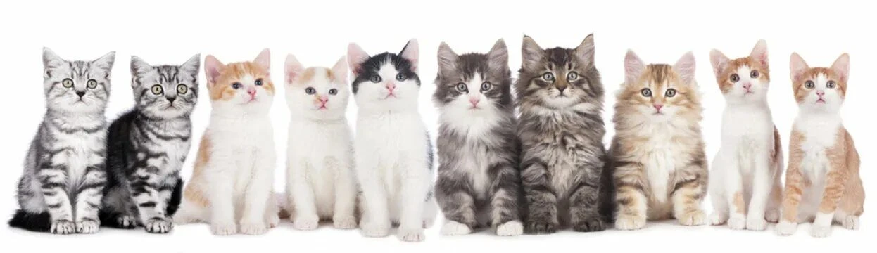 8 августа — Всемирный день кошек! 🐾