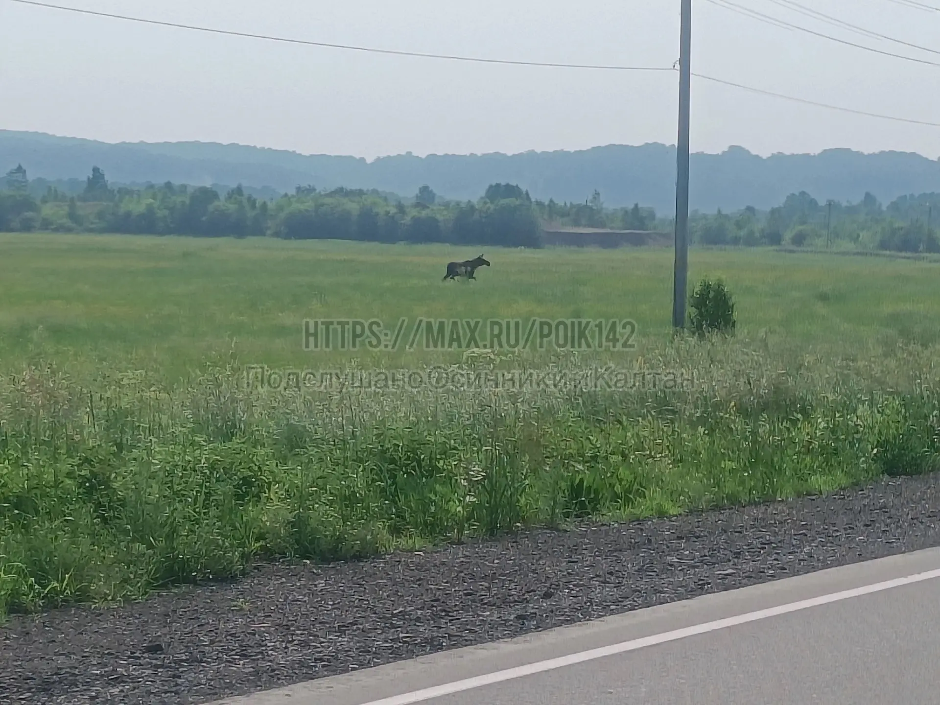 📍Кульчаны, вдоль дороги бегает молоденький лосёнок