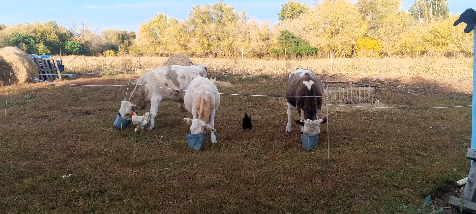 Всем добрый вечер, а нашим телятам приятного аппетита 🐮