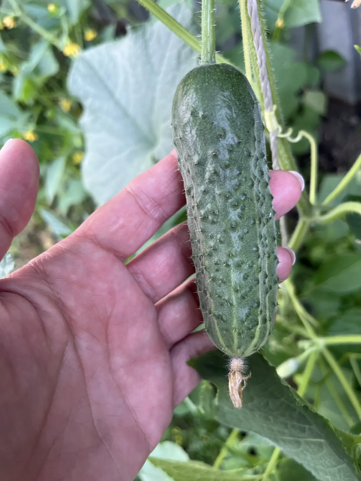 🥒 ОГУРЦЫ: ЖЕЛТЕЮТ, НЕ РАСТУТ И БОЛЕЮТ

Вторая по популярности тема — проблемы с огурцами.

Желтеют 