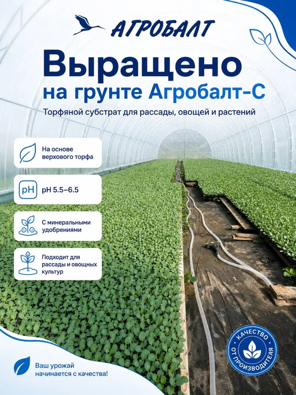 🌱 Началась высадка капусты в поле!