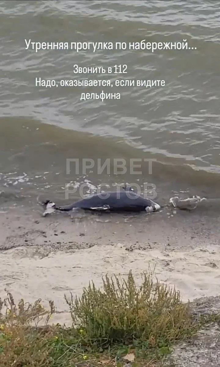У берега Таганрога снова заметили дельфина.