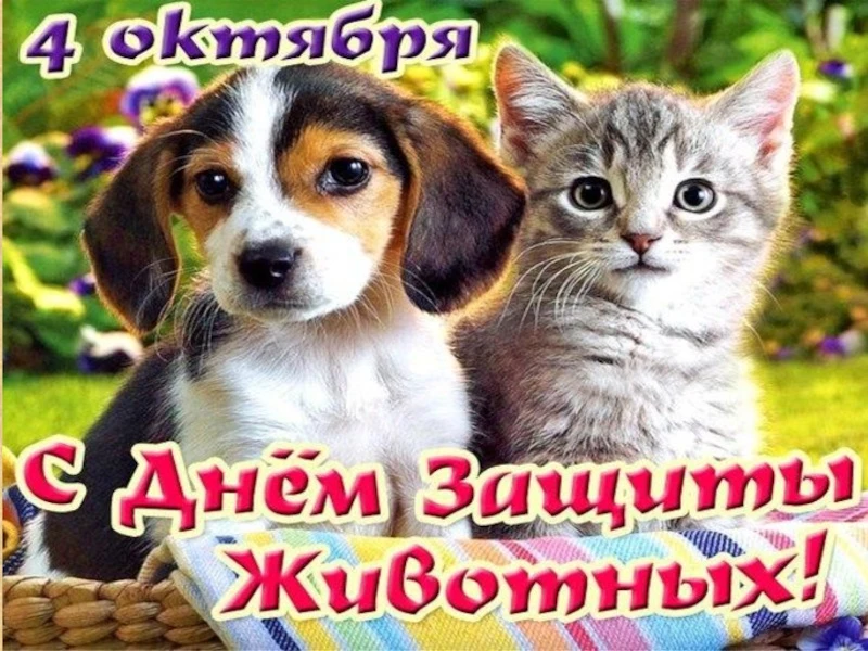🐶🐱 4 октября — Всемирный день защиты животных! 🐱🐶