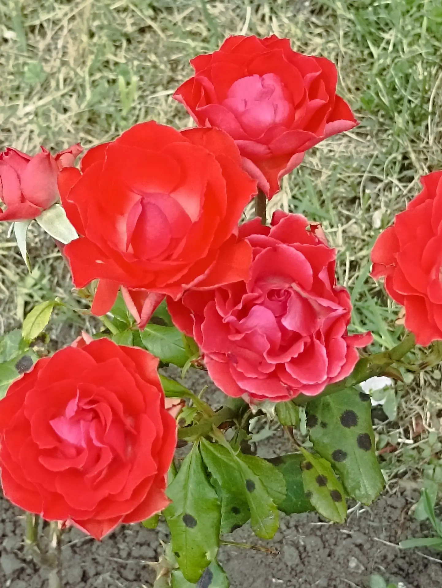 Пол-лета / пол лета — как правильно? ☀️

Лето уже перевалило за экватор! Давайте разбираться, как пр