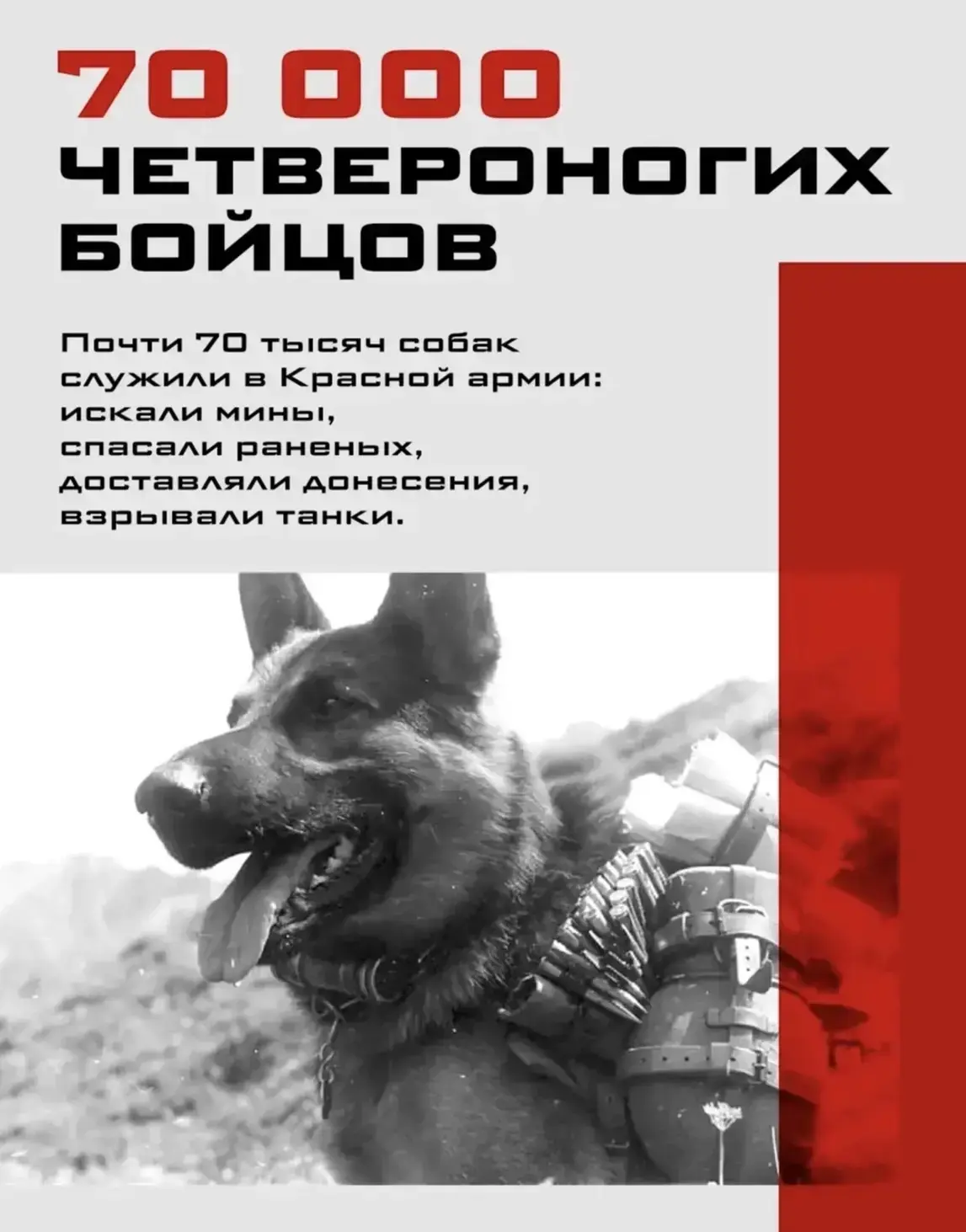 «Верный след. Путь сквозь войну» 🐾