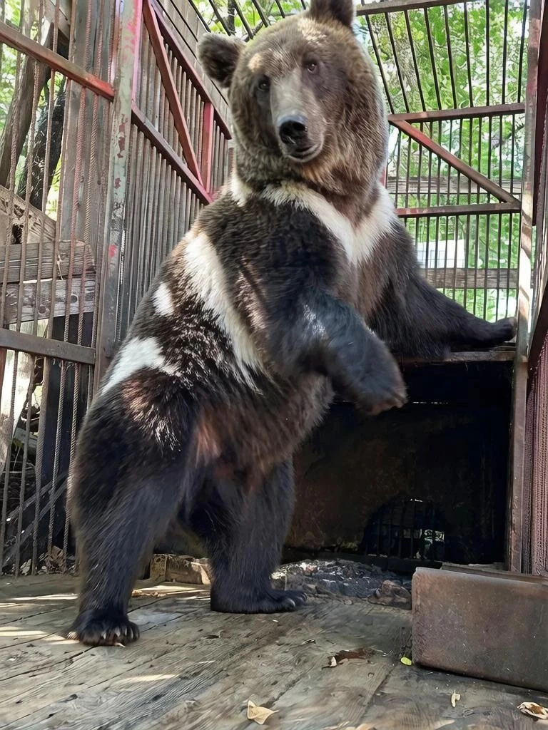 🐻 Маша и Даша переезжают к нам!