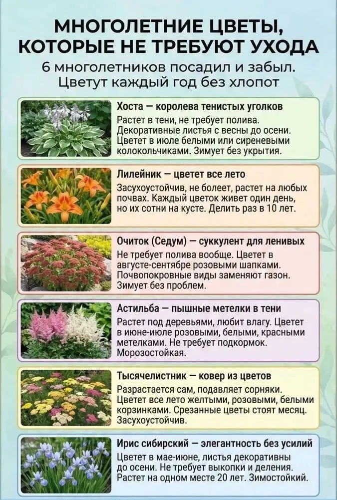 Неприхотливые многолетники: посадил и забыл!

Мечтаете о красивом саде, но нет времени проводить на 