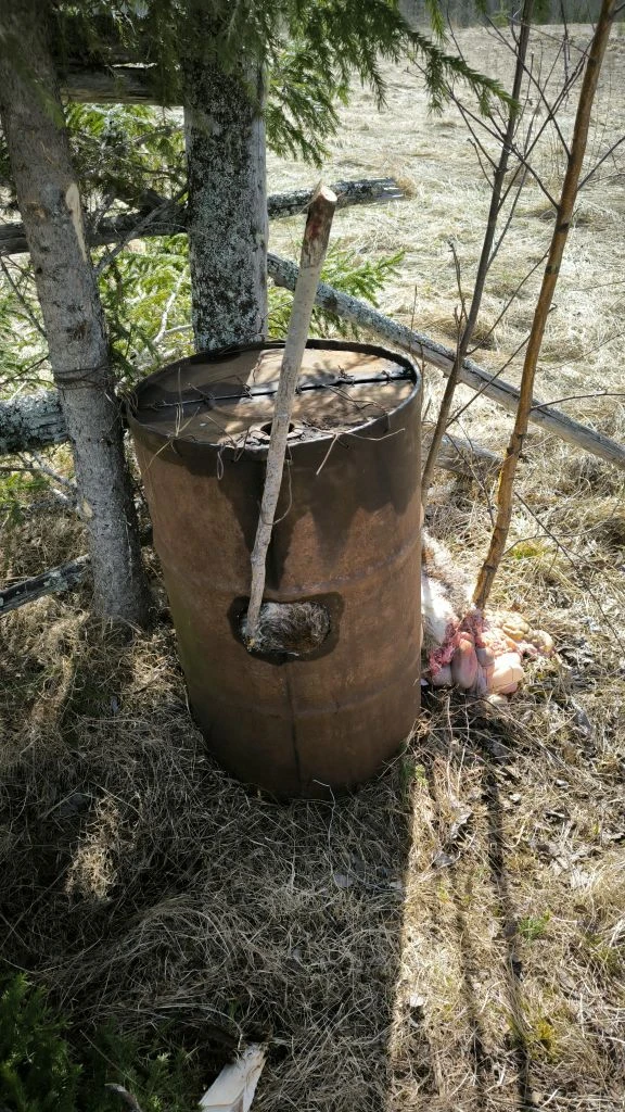 Приготовил новую бочку с привадой в другом месте.