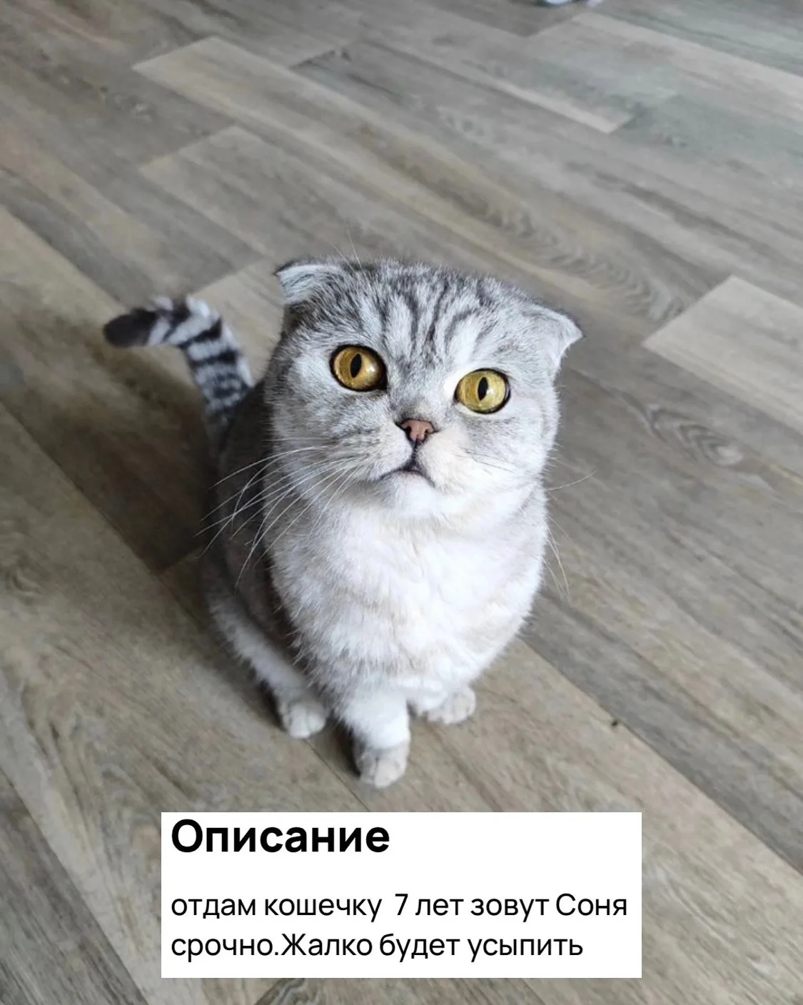 ❗️Жительница Перми грозится усыпить здоровую, красивую кошку, которая прожила с ней 7 л...