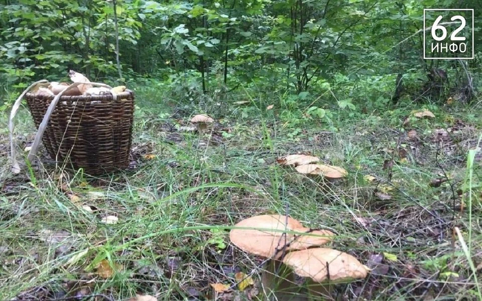 🌳Готовимся за белыми в выходные.

В Рязанской области ждут второй волны грибов после дождей