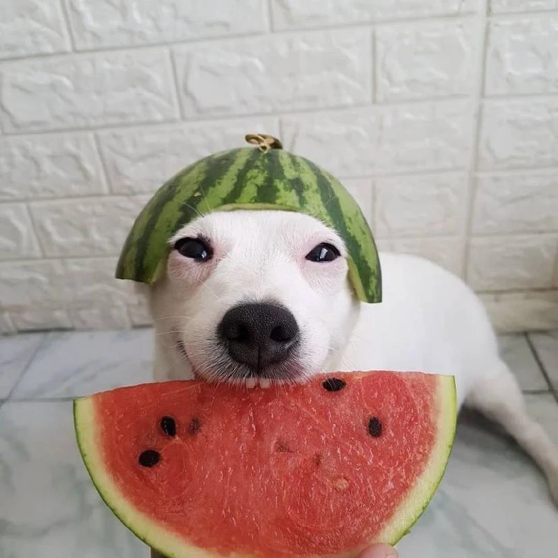 🍉 Сезон арбузов и дынь начнётся в Петербурге 1 августа

В городе заработают 86 официальных точек по