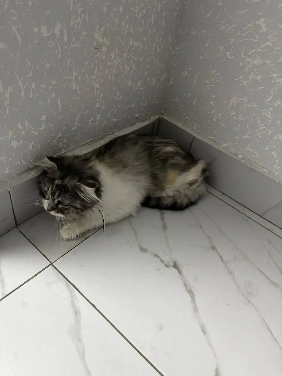 Чей котэ ? 20 корпус. 2 подъезд. 12 этаж.
