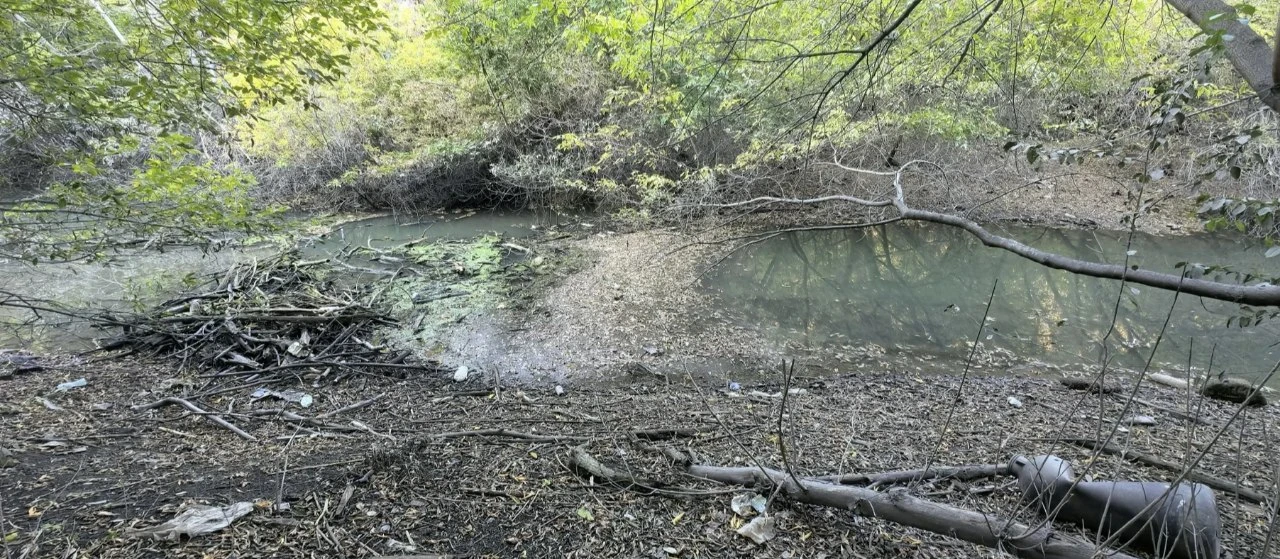 🌿 Городищенский лог в Тюмени начали исследовать перед будущим благоустройством