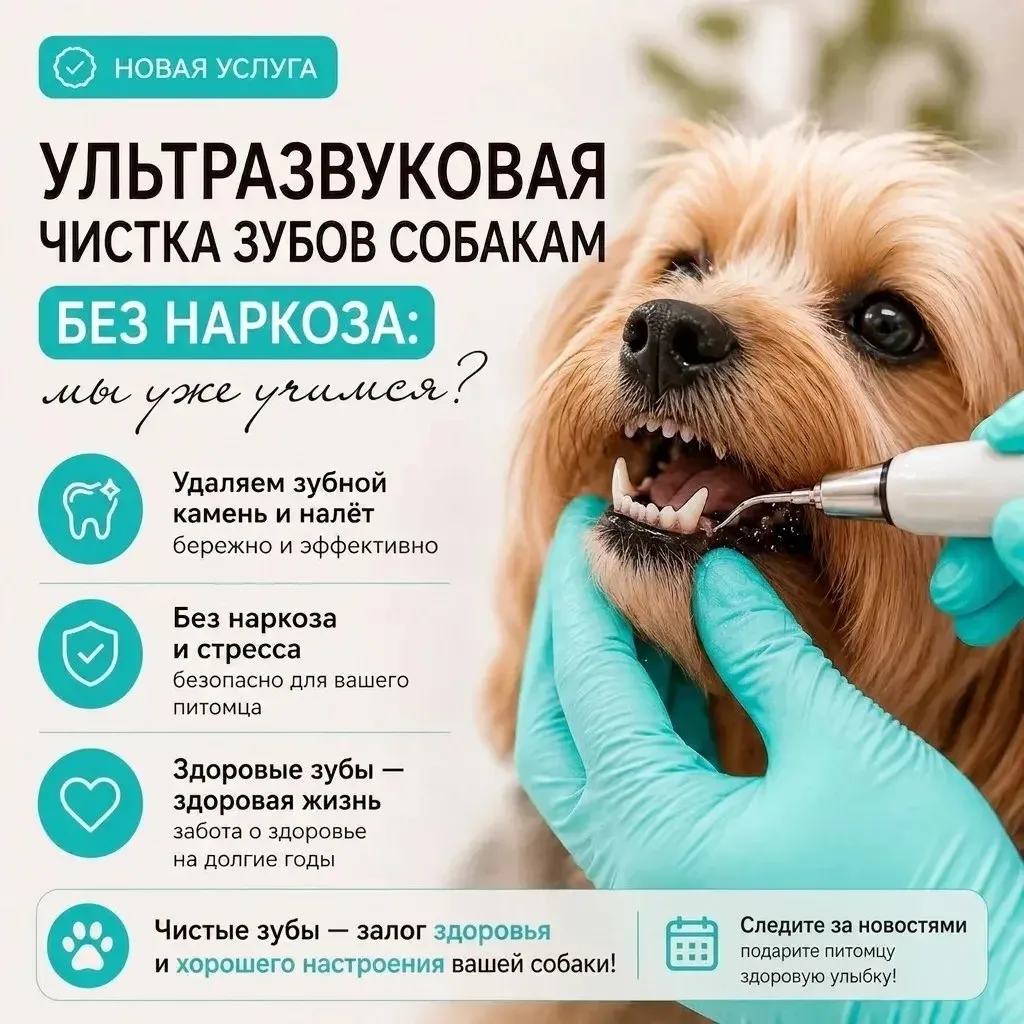 ✨🌟 Внимание, любители красоты и уюта! 🌟✨