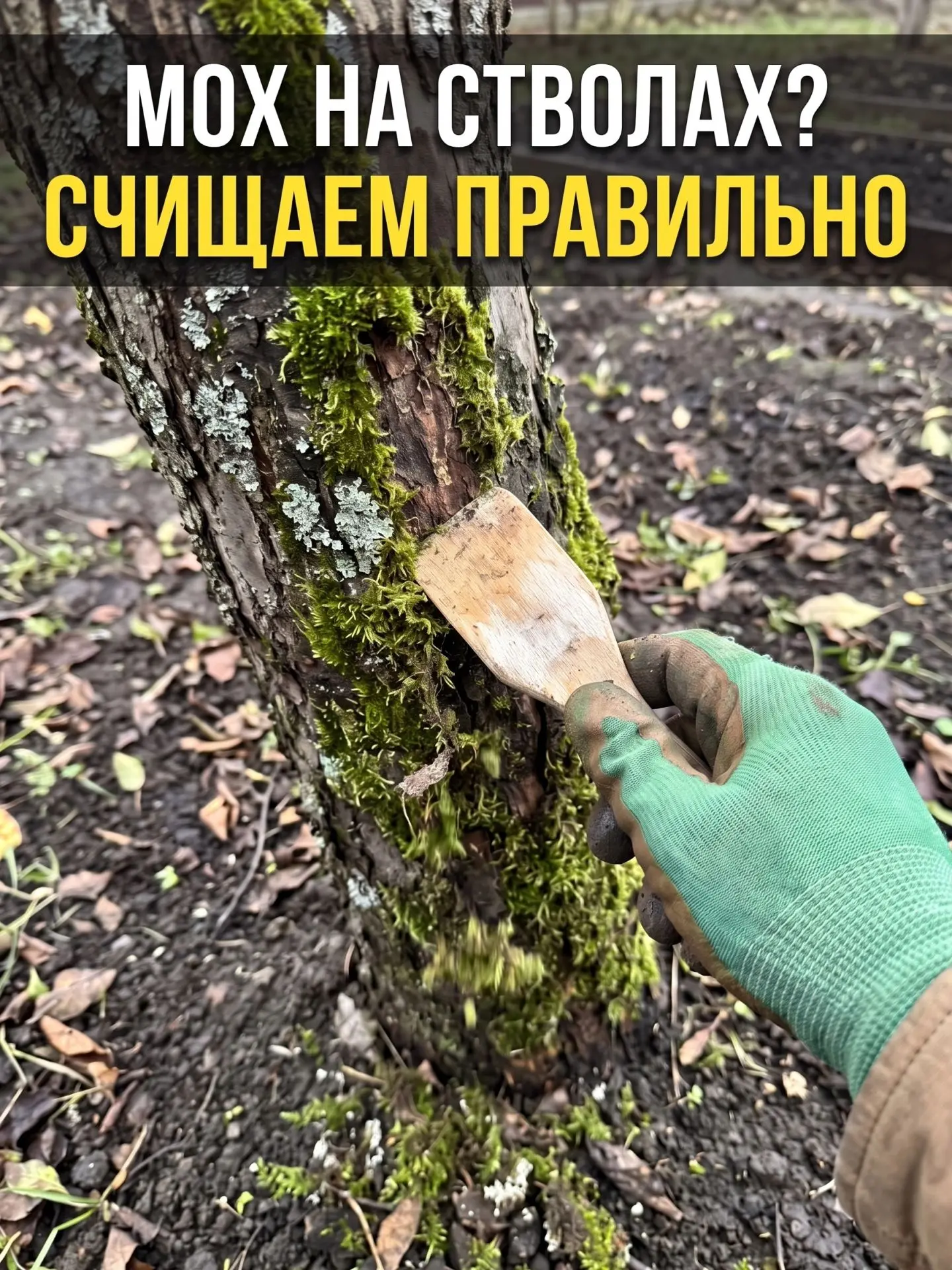 Мох и лишайник на стволах: почему их нельзя просто закрасить побелкой