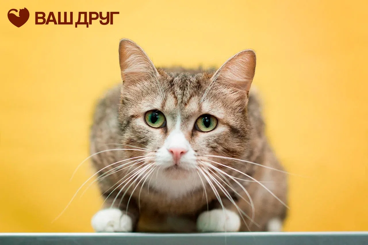 Друзья, знакомьтесь с кошечкой Жади!