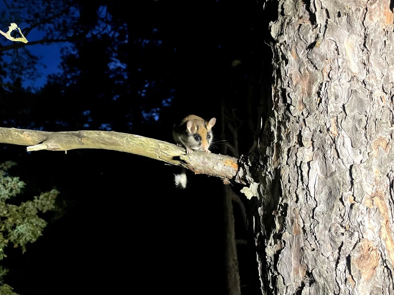 Садовая соня (Eliomys quercinus) — ночной хищник с пушистым хвостиком! 🐭🌙