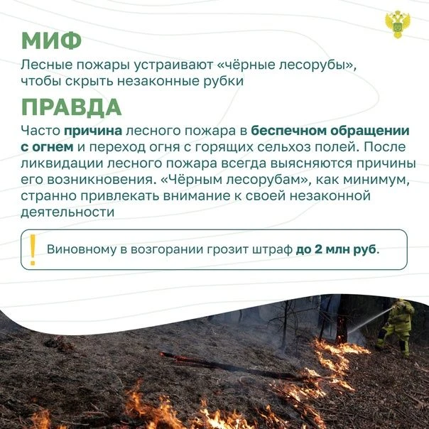 Лесные пожары — серьёзная угроза для природы и человека. Разберём распространённые мифы...