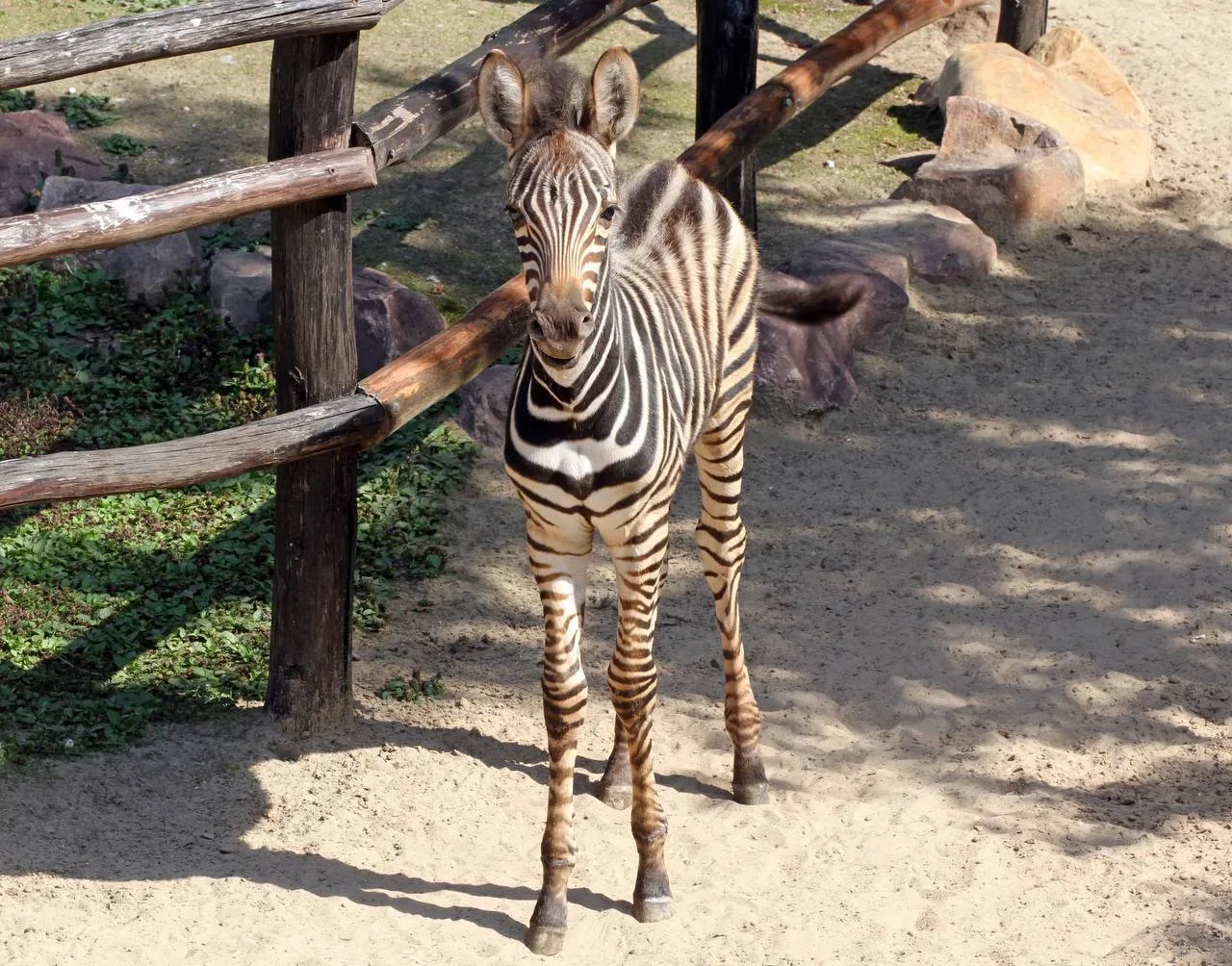 🦓 Малышке-зебре из «Лимпопо» выбрали имя