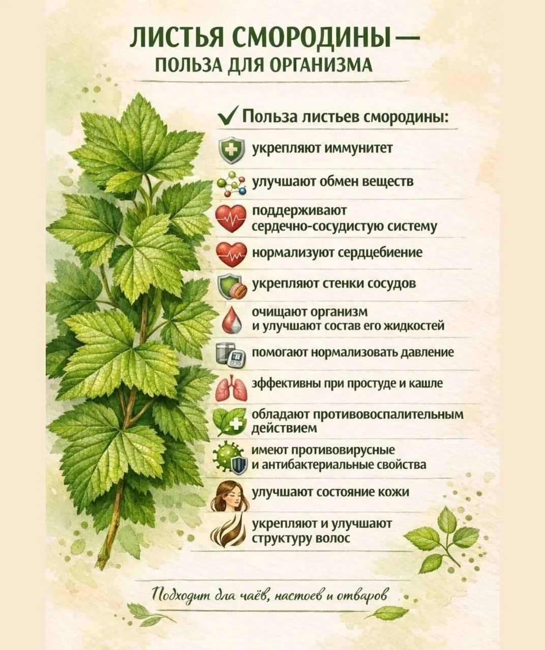 🌿 ЛИСТЬЯ СМОРОДИНЫ — ТО, О ЧЁМ МАЛО КТО ЗНАЕТ