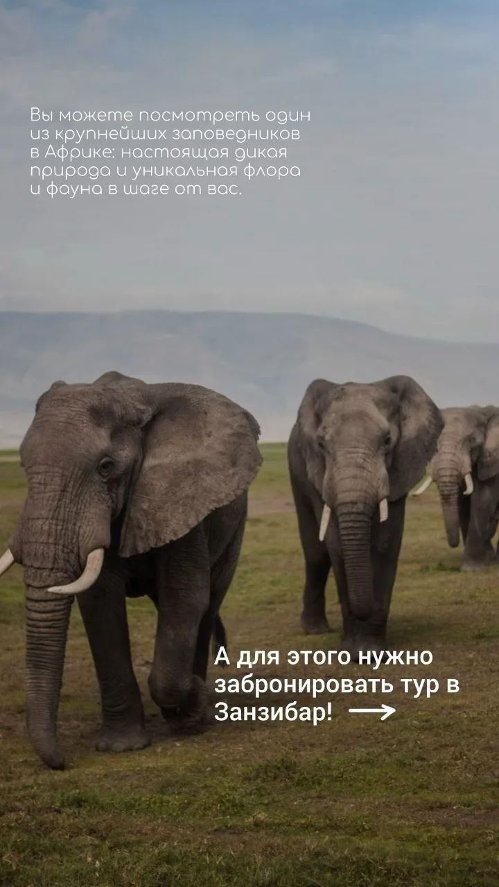 👀 Что стоит увидеть на Занзибаре:

 ✅️Город Стоун Таун — лабиринт улочек, где ароматы кофе, гвоздик