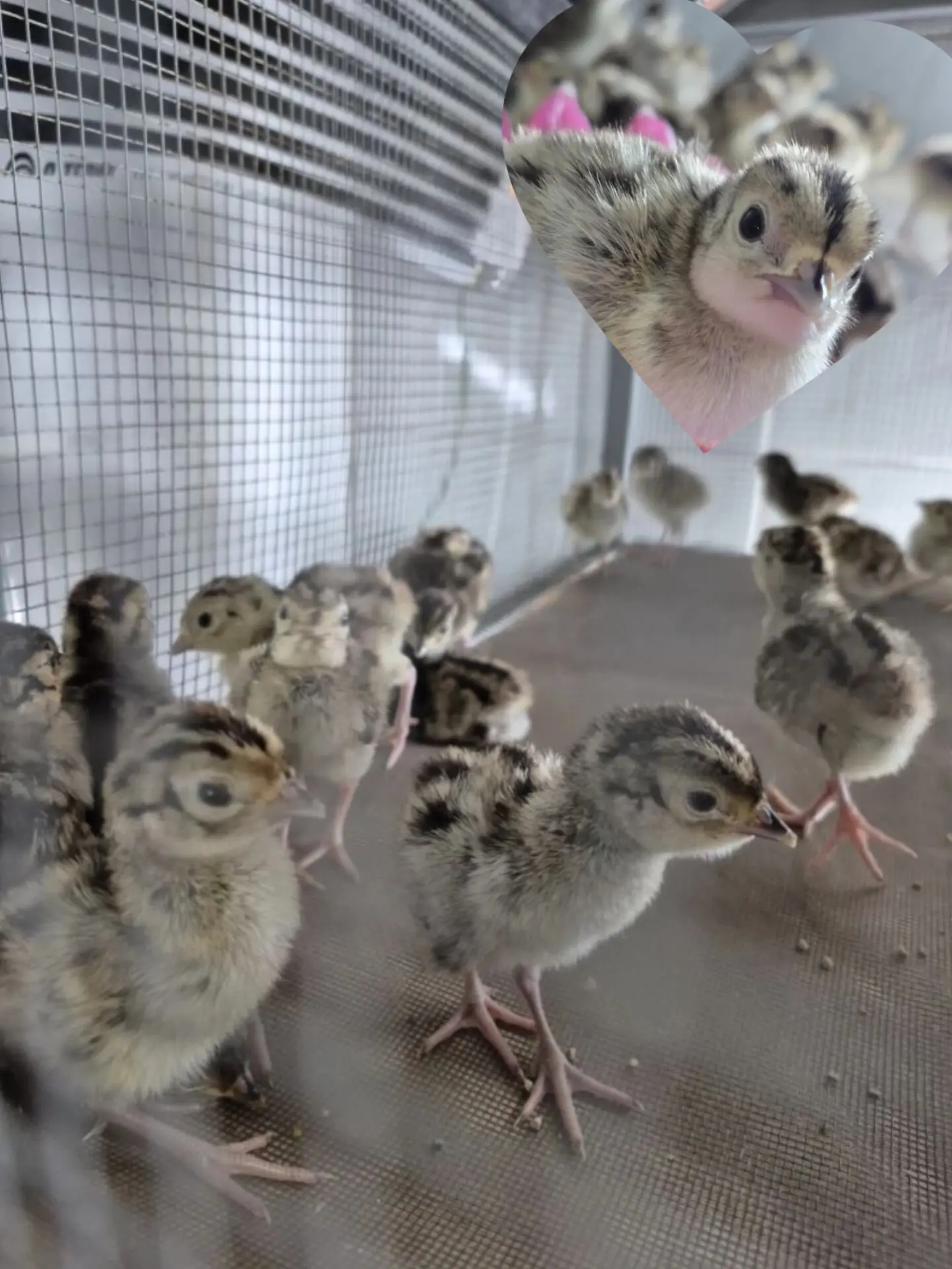 🎉🐣 У нас радостная новость!