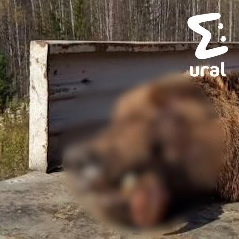 🐻 Медведи гибнут под поездами в Свердловской области