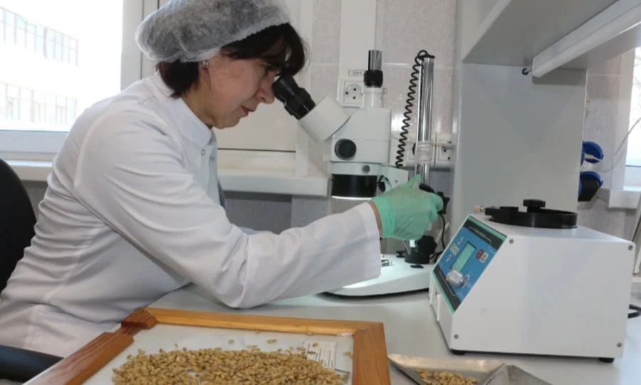 Орловское зерно нового урожая подтвердило своё высокое качество по итогам первых лабораторных исслед
