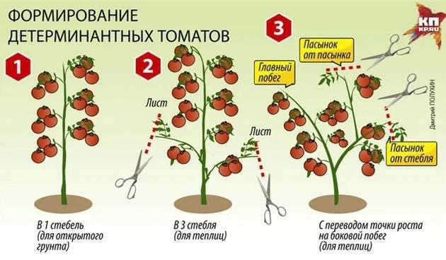 Формирование детерминантных томатов в теплице и открытом грунте