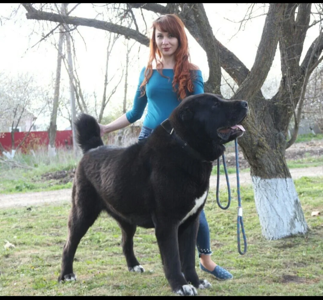 🐾 От крика к вкусняшкам: что я поняла, воспитывая десяток САО 🐾