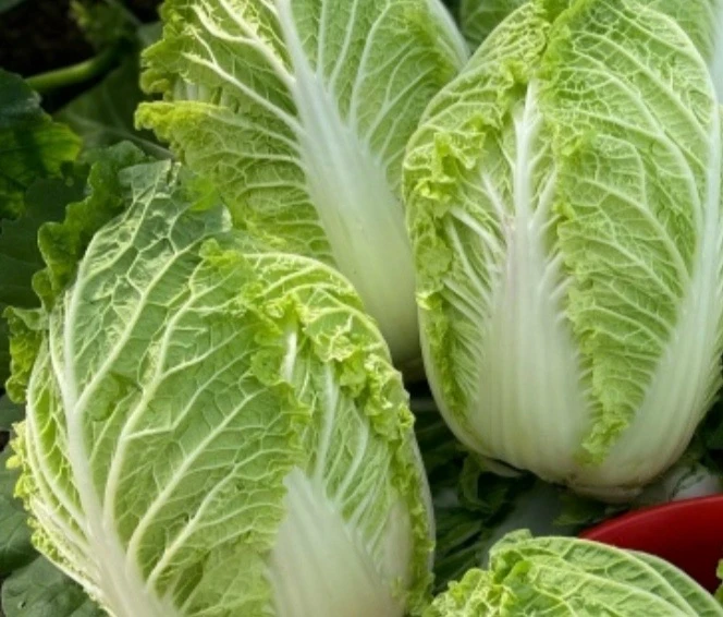 🥬 ТОП-5 ЛУЧШИХ СОРТОВ ПЕКИНСКОЙ КАПУСТЫ (ВЫБОР 2026)  Пекинка — культура хитрая: уйдёт в стрелку при