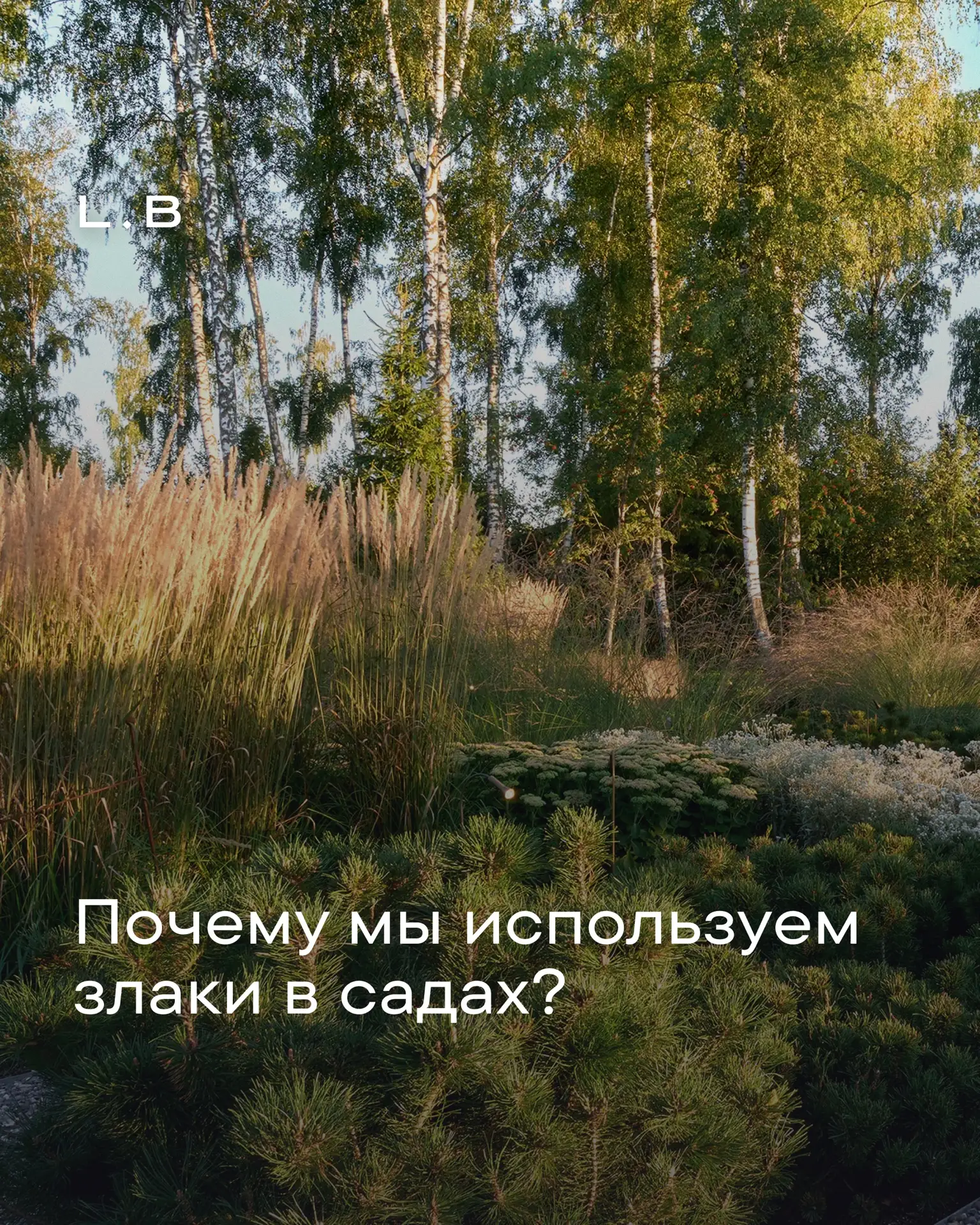 Почему мы используем злаки в садах?