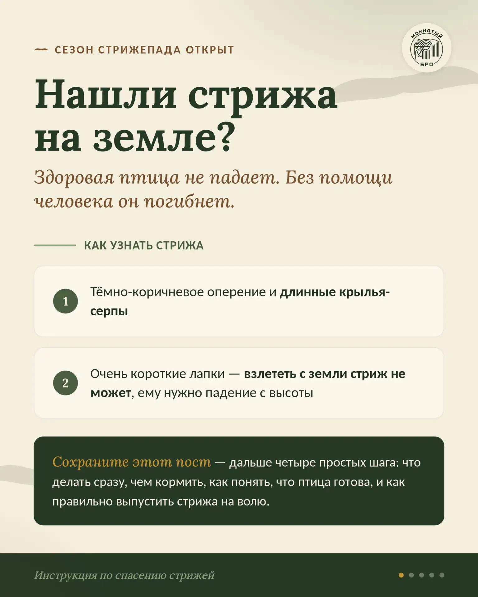 Летом — самая большая вероятность встретить на земле лежащий комочек перьев 🥺