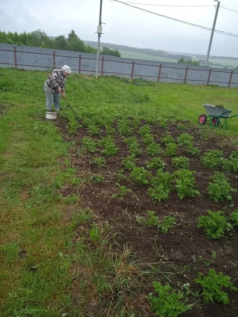 🌿 «Гарденотерапия»: земля лечит душу

🌱 Надежда с заботой окучивала картофель — и это не просто ра