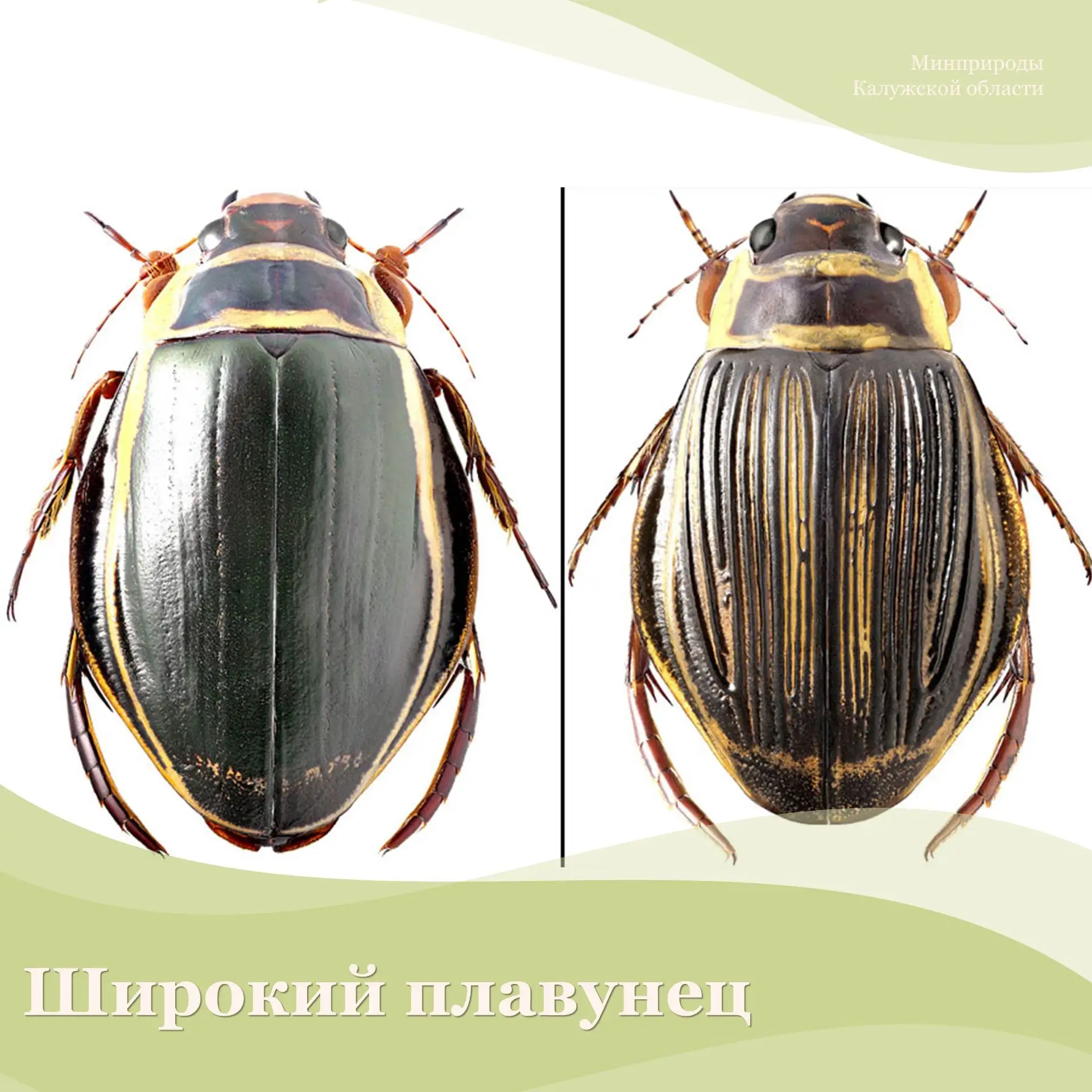 Украшением нового издания региональной Красной книги станут два редчайших вида беспозвоночных из Кра