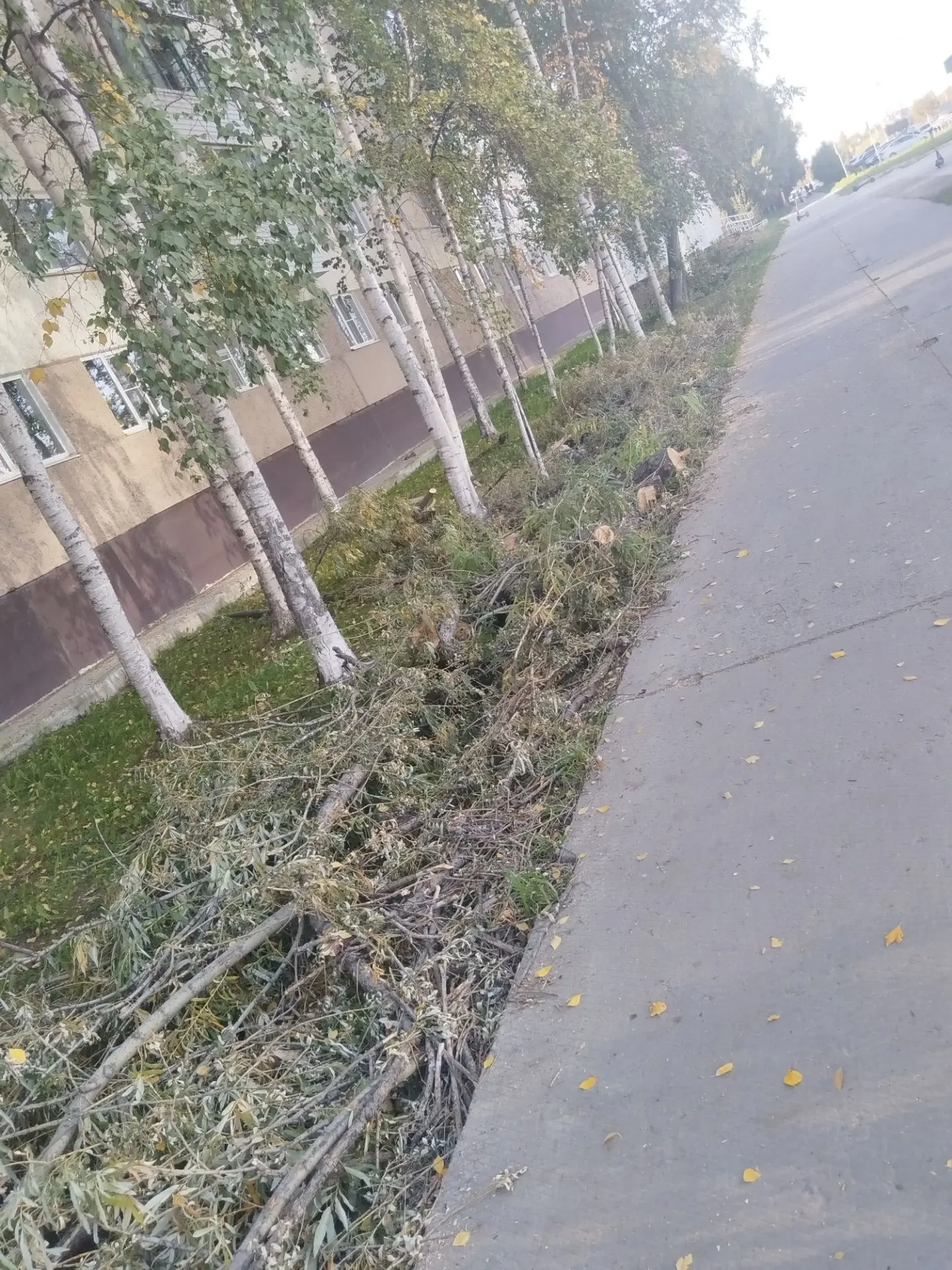 Здравствуйте! Опубликуйте пожалуйста, что происходит на Жукова... Деревья пилят 😟