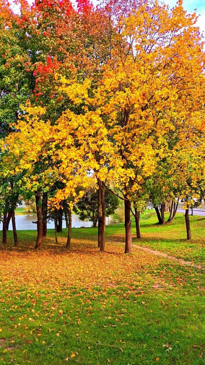 Кадрами осеннего великолепия усадьбы делится с нами подписчица 😍