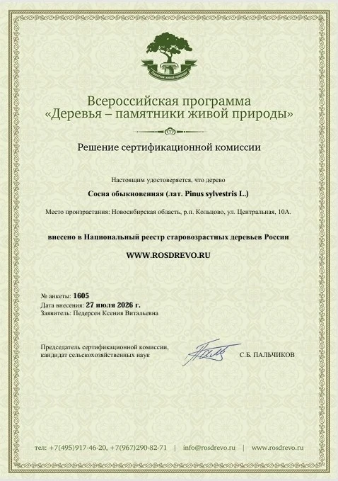 Росдерево внесло сосну перед Домом культуры в Новоборске в реестр старовозрастных деревьев России.
М