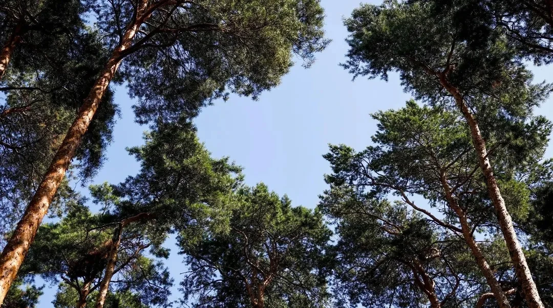 🌳 Тимоховский парк в Видном превратят в современное пространство для отдыха

В Видном началось масш