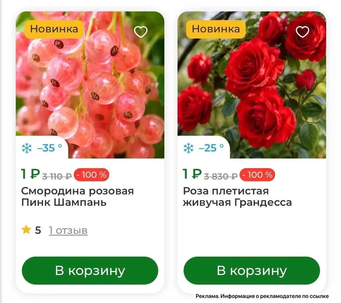 Саженцы по 1₽🔥