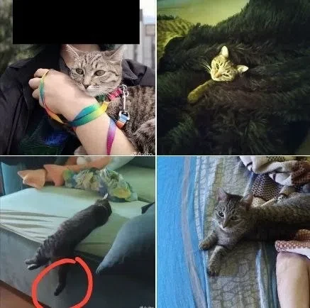 Потерялась кошка. Зовут "ДжиДжи", на имя откликается, но может испугаться незнакомцев. ...