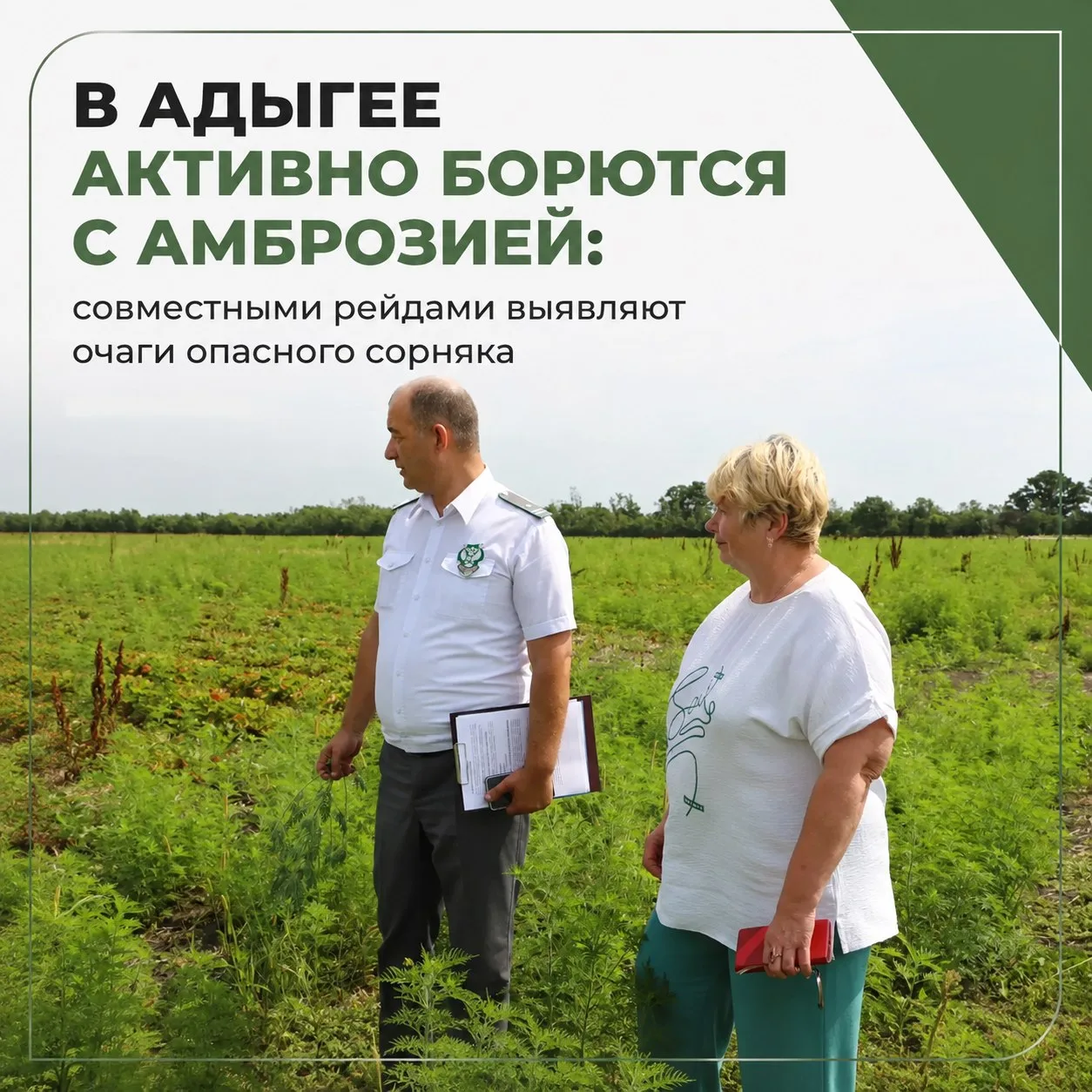 В Адыгее объявили бой амброзии: совместные рейды нашли очаги опасного сорняка