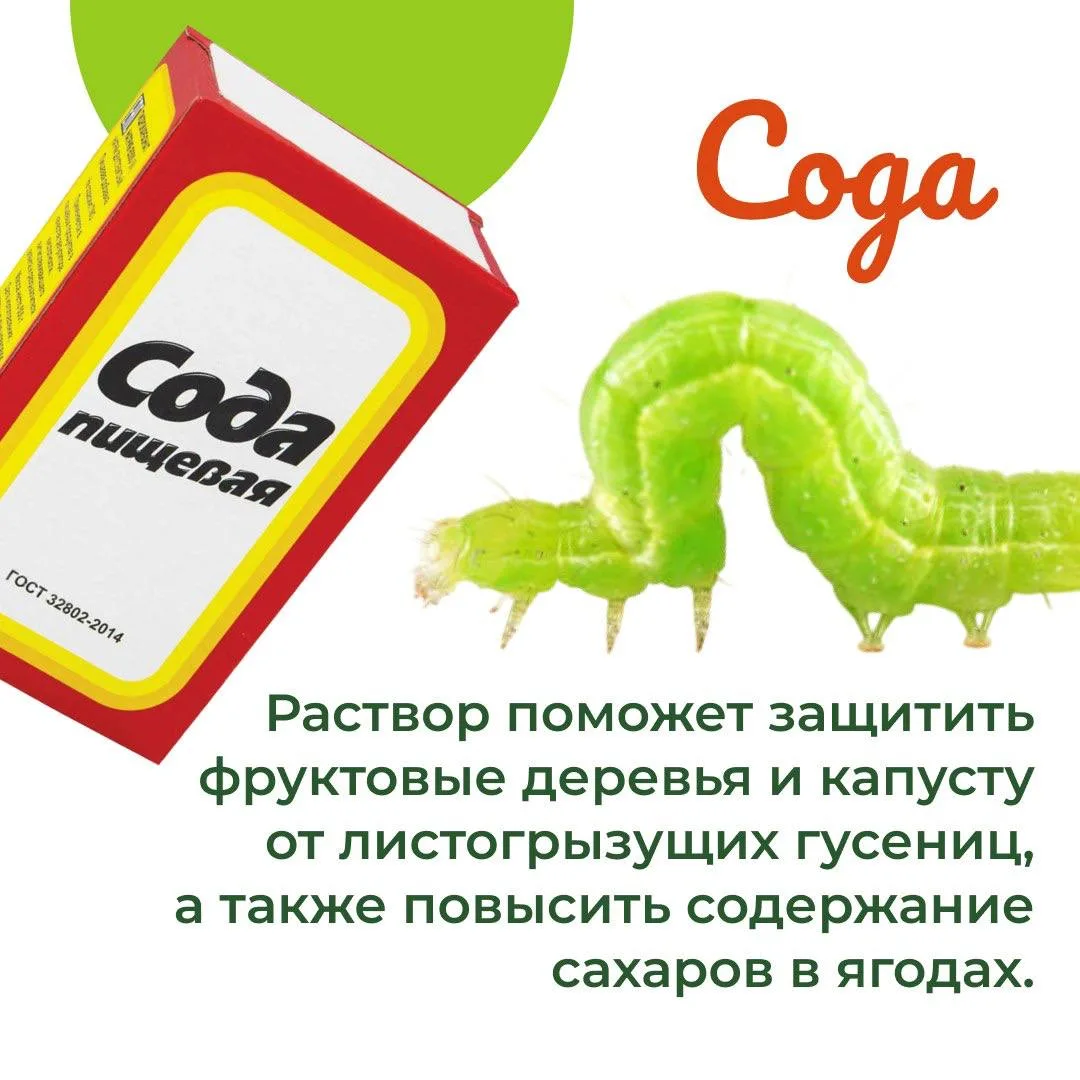 Не только для еды: Продукты, которые пригодятся в саду и огороде🤞