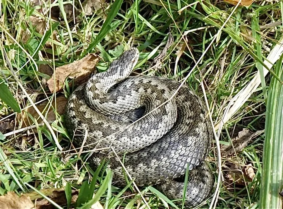 🐍 В Псковской области за 5 месяцев — 7 вызовов скорой из‑за укусов змей!