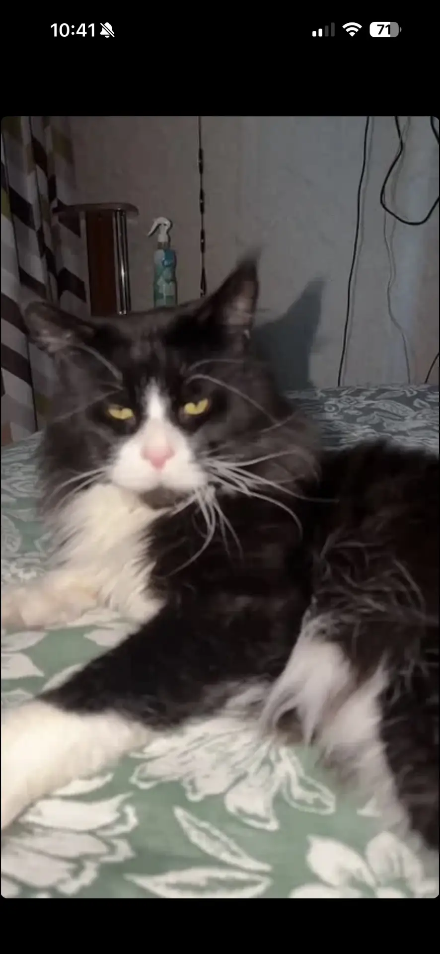 Мейн Кун, 6 лет, кастрирован, в еде не прихотлив.8962 805 9410